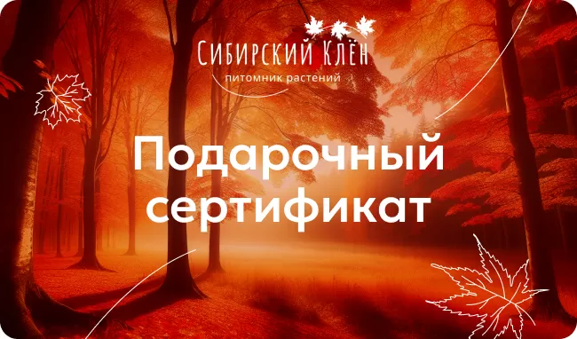 Подарочный сертификат